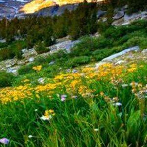 Meet your Posher, Natitaly